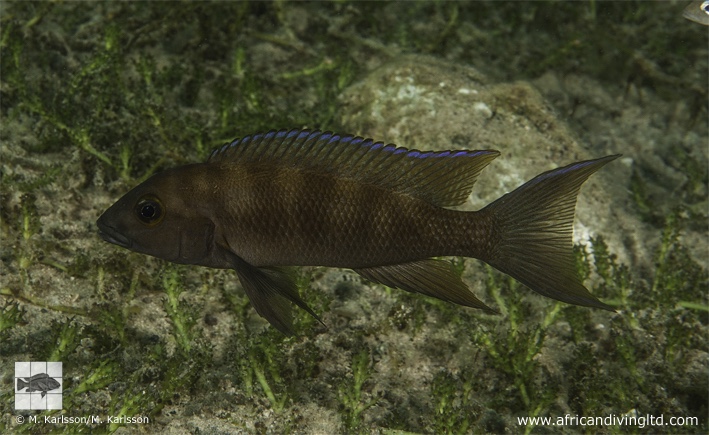 Neolamprologus christyi 'Mvuna Island'